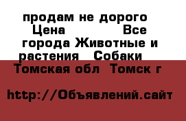 продам не дорого › Цена ­ 10 000 - Все города Животные и растения » Собаки   . Томская обл.,Томск г.